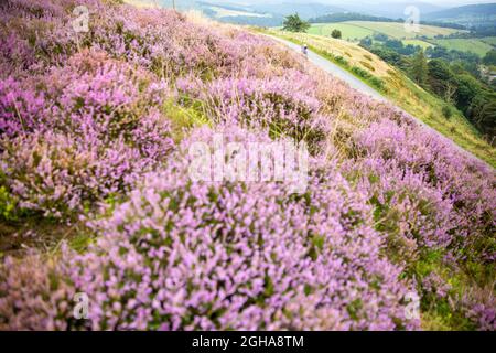 Un ciclista passa oltre l'erica fiorita vicino a Stanage Edge nel Peak District, Derbyshire, Inghilterra. Foto di Akira Suemori Foto Stock