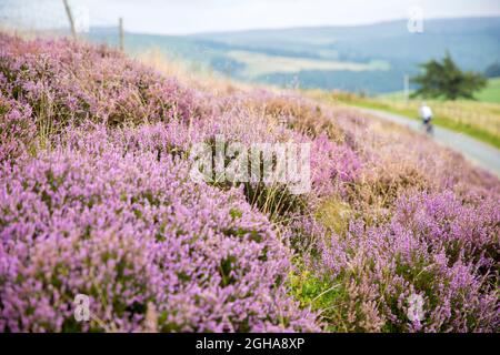 Un ciclista passa oltre l'erica fiorita vicino a Stanage Edge nel Peak District, Derbyshire, Inghilterra. Foto di Akira Suemori Foto Stock