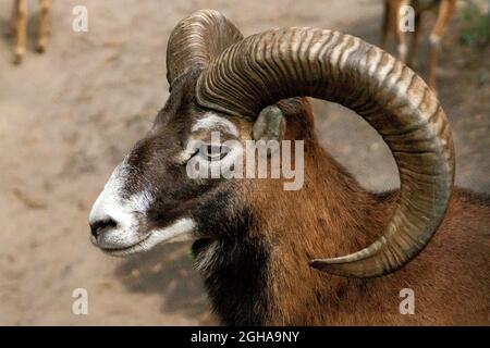 Mouflon con corna grandi nel primo piano dello zoo. Foto Stock