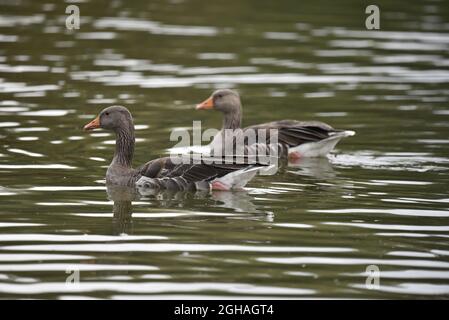 Primo piano immagine di due oche di Greylag (Anser anser) nuotare da destra a sinistra su un lago increspato, Riserva Naturale a sinistra-Profilo nel mese di settembre in Inghilterra, Regno Unito Foto Stock