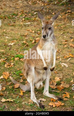 Primo piano di un singolo canguro in una steppa in autunno Foto Stock