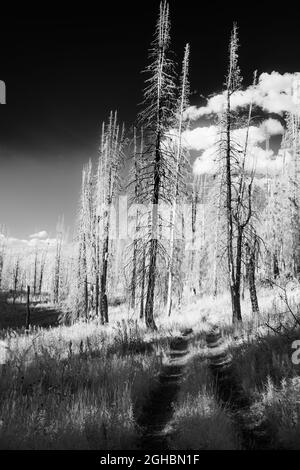 Un percorso per veicoli commerciali si snoda tra due alberi di abete rosso morti a nord-ovest di Steamboat Springs, CO., impressi in luce infrarossa bianca e nera. Foto Stock
