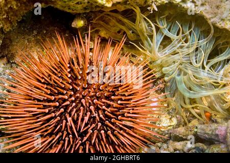 Mare comune Urchin, Paracentrotus lividus, Cabo Cope Puntas del Calnegre Parco Naturale, Mar Mediterraneo, Murcia, Spagna, Europa Foto Stock