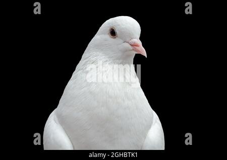 Colomba bianca in primo piano su sfondo nero Foto Stock