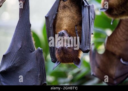 Flying Fox appeso a testa in giù Foto Stock