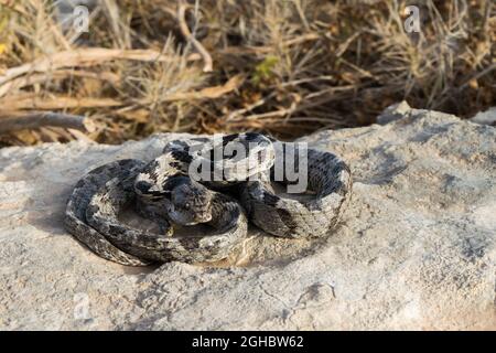 Un serpente gatto europeo, o Soosan Snake, Telescopus fallax, arricciato e fissando, a Malta. Foto Stock