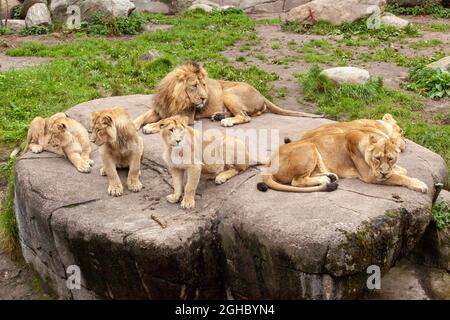 Leone herd si rilassa sulla pietra nello zoo di Aalborg Foto Stock