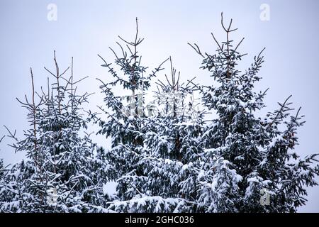 Inverno in Norvegia. Cima di albero coperta di neve. Foto Stock