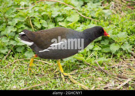 Moorhen alla ricerca di cibo in erba Foto Stock