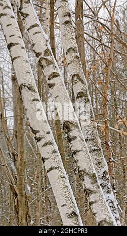 Tronchi di betulla Sillver, dettaglio foresta - Betula pendula Foto Stock