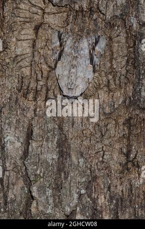 Triste Underwing, Catocala maestosa, mimetizzata sulla corteccia di albero Foto Stock