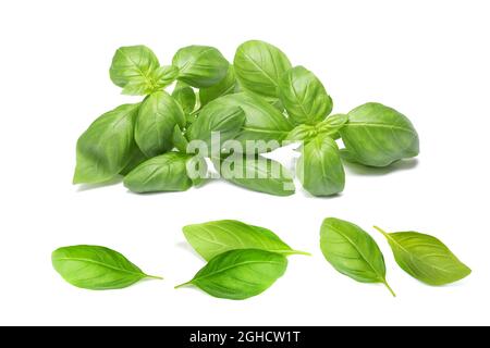 Mazzo di basilico fresco e foglie di basilico isolate su sfondo bianco Foto Stock