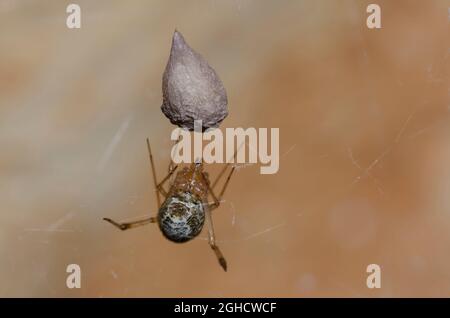 Common House Spider, Parasteatoda tepipidariorum, ovocetta di protezione femminile Foto Stock