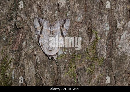 Triste Underwing, Catocala maestosa, mimetizzata sulla corteccia di albero Foto Stock