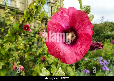 Alcea rosea, il hollyhock comune, una pianta ornamentale di fioritura di dicot. Foto Stock
