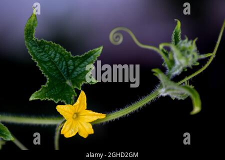 Cetriolo vite e fiore peloso rampicante vite e cetriolo foglia - Cucumis sativus foglie Foto Stock