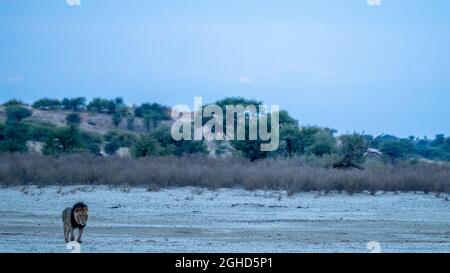 Giovane maschio Kalahari Lion Leopanthera , Kgalagadi Transfrontier Park, Kalari, Capo Nord, Sudafrica Foto Stock