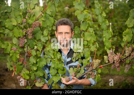 viticoltore professionista in azienda agricola. vendemmiatrice uomo in vendemmia estiva. enologo Foto Stock