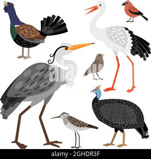 Vari cartoni animati uccelli selvatici collezione vettoriale Illustrazione Vettoriale