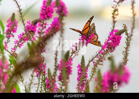 farfalla monarch sul fiore di purlpe loosestrife Foto Stock