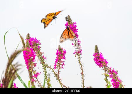 farfalla monarch sul fiore di purlpe loosestrife Foto Stock