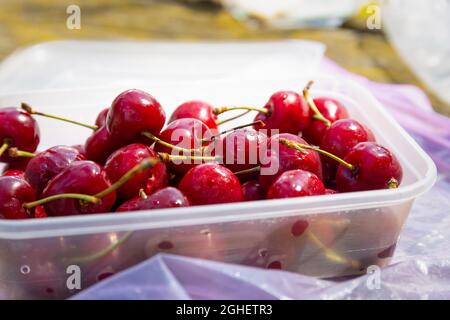 Contenitore pieno di ciliegie fresche, rosse, mature, appena lavate. Foto Stock