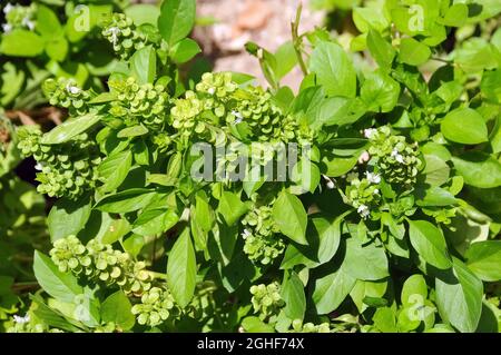 Grande basilico, Basilikum, Basilie, Basilienkraut, Königskraut, Basilicum, bazsalikom, Albania, Europa Foto Stock