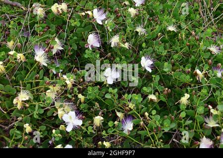 Caper, Echter Kapernstrauch, Dorniger Kapernstrauch, Capparis orientalis, kapri, Malta, Europa Foto Stock