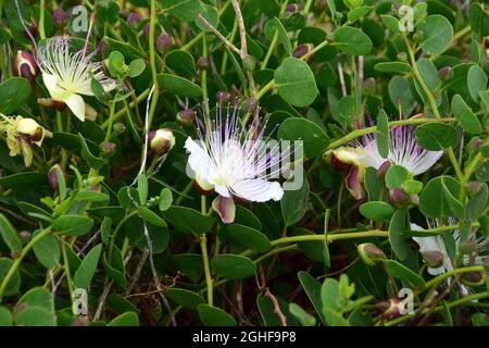 Caper, Echter Kapernstrauch, Dorniger Kapernstrauch, Capparis orientalis, kapri, Malta, Europa Foto Stock