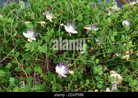 Caper, Echter Kapernstrauch, Dorniger Kapernstrauch, Capparis orientalis, kapri, Malta, Europa Foto Stock