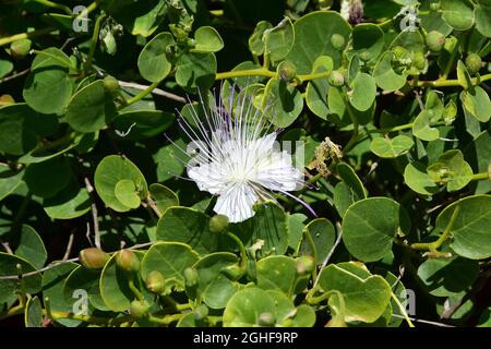 Caper, Echter Kapernstrauch, Dorniger Kapernstrauch, Capparis orientalis, kapri, Malta, Europa Foto Stock