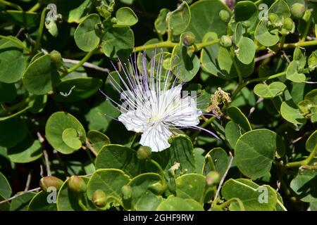 Caper, Echter Kapernstrauch, Dorniger Kapernstrauch, Capparis orientalis, kapri, Malta, Europa Foto Stock