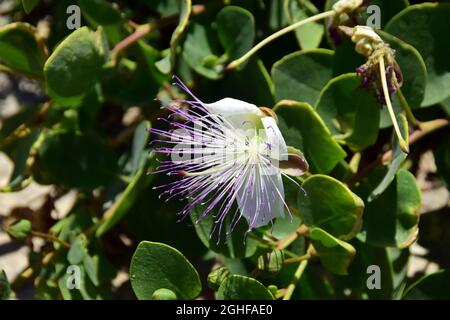 Caper, Echter Kapernstrauch, Dorniger Kapernstrauch, Capparis orientalis, kapri, Malta, Europa Foto Stock