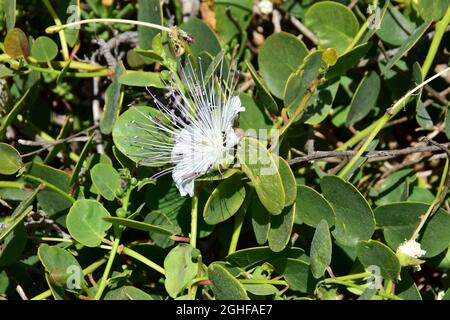 Caper, Echter Kapernstrauch, Dorniger Kapernstrauch, Capparis orientalis, kapri, Malta, Europa Foto Stock