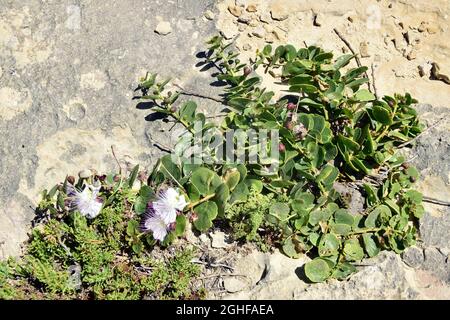 Caper, Echter Kapernstrauch, Dorniger Kapernstrauch, Capparis orientalis, kapri, Malta, Europa Foto Stock