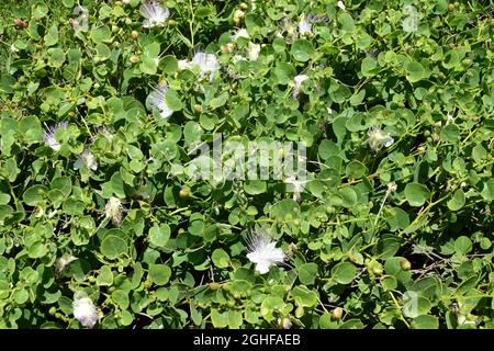 Caper, Echter Kapernstrauch, Dorniger Kapernstrauch, Capparis orientalis, kapri, Malta, Europa Foto Stock