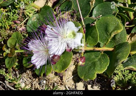 Caper, Echter Kapernstrauch, Dorniger Kapernstrauch, Capparis orientalis, kapri, Malta, Europa Foto Stock