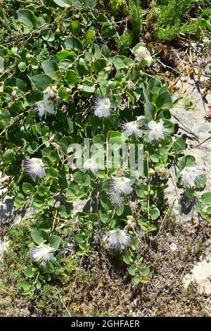 Caper, Echter Kapernstrauch, Dorniger Kapernstrauch, Capparis orientalis, kapri, Malta, Europa Foto Stock