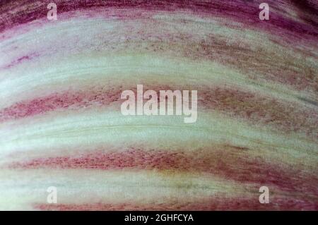 Macro fotografia di uno spicchio d'aglio per sfondo cellulare. Foto Stock