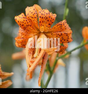 Closeup di fiori di giglio di arancio macchiato Foto Stock