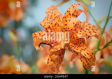 Closeup di fiori di giglio di arancio macchiato Foto Stock