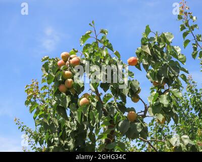 Albicocche di Blenheim che crescono su albero Foto Stock