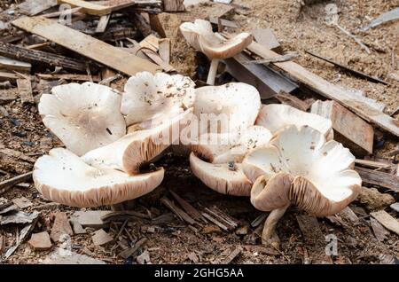 Cluster di funghi Foto Stock