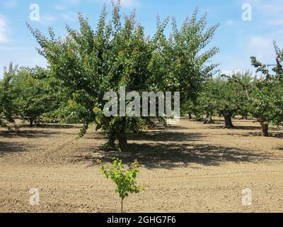 Frutteto di albicocche - Sunnyvale, California Foto Stock