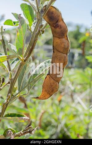 Pod isolato di Pigeon Peas su albero Foto Stock