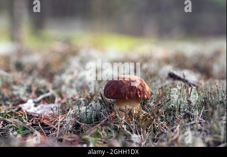 Singolo fungo Boletus pinophilus, comunemente noto come il pino bolete o pineta re bolete che cresce nella foresta Foto Stock