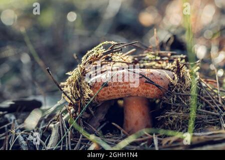 Lactarius deliciosus, comunemente noto come il tappo di latte di zafferano e fungo di pino rosso che cresce nella foresta Foto Stock