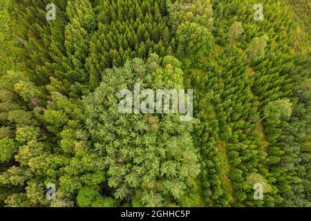 Direttamente sopra il drone aereo full frame shot di pinete e boschetti di betulla in diversi incredibili colori verdi con bella texture di cime degli alberi Foto Stock