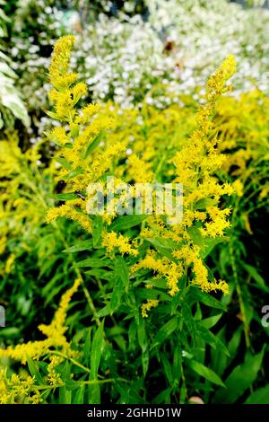 Canadensis (Solidago canadensis) Foto Stock