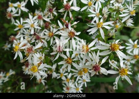 Legno bianco (Euribia divaricata, SYN.Aster divaricatus) Foto Stock